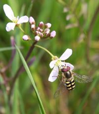 Wiesenschaumkraut-59.jpg